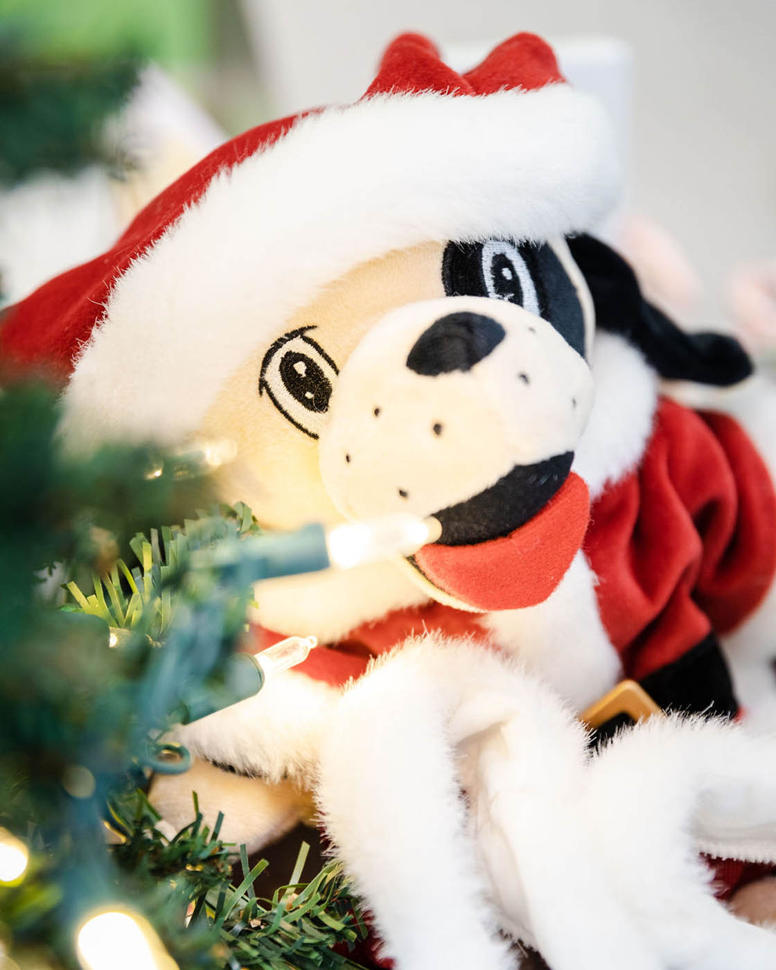 A picture of Rompy wearing a Santa hat while nested in a Christmas tree.