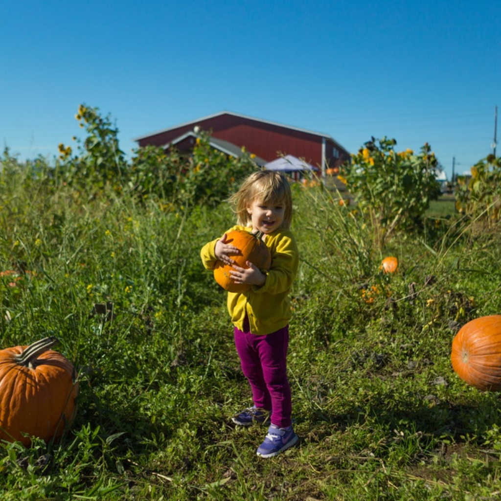 Fall Pumpkin Recipe